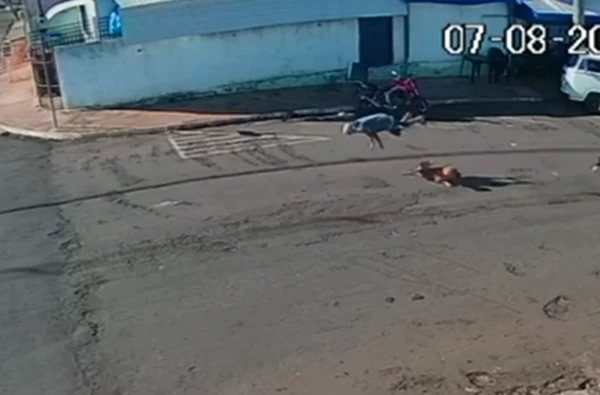 Idoso é 'atropelado' por cachorro ao atravessar a rua por Reprodução