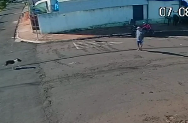Idoso é 'atropelado' por cachorro ao atravessar a rua por Reprodução