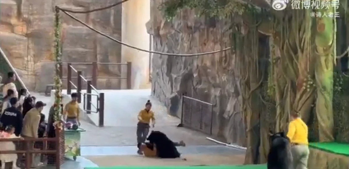 Urso atava tratador em zoológico por Reprodução