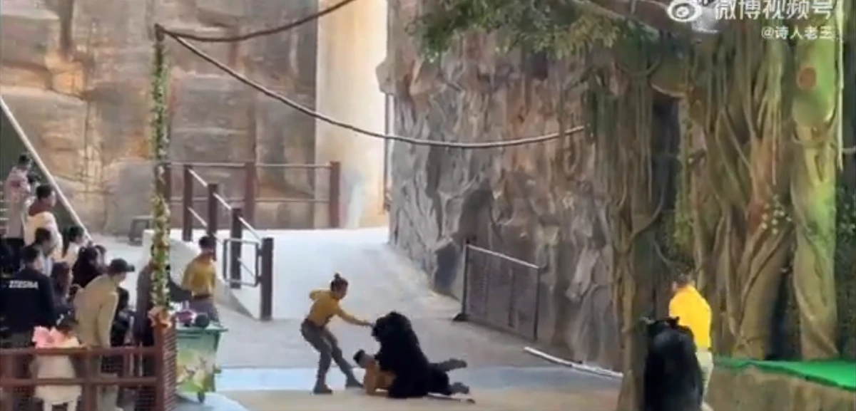 Urso atava tratador em zoológico por Reprodução