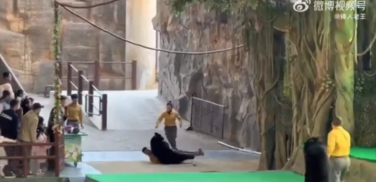 Urso atava tratador em zoológico por Reprodução