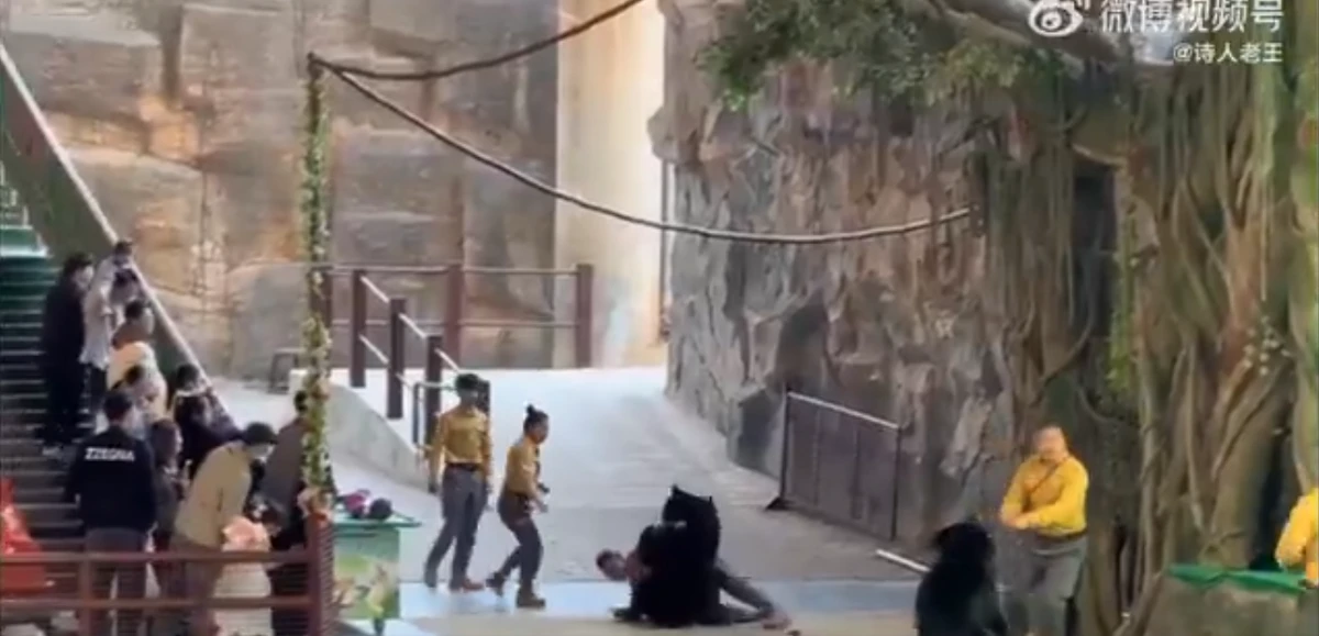 Urso atava tratador em zoológico por Reprodução