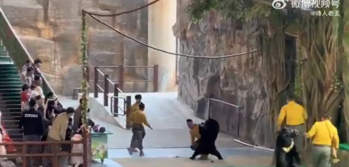 Urso atava tratador em zoológico por Reprodução