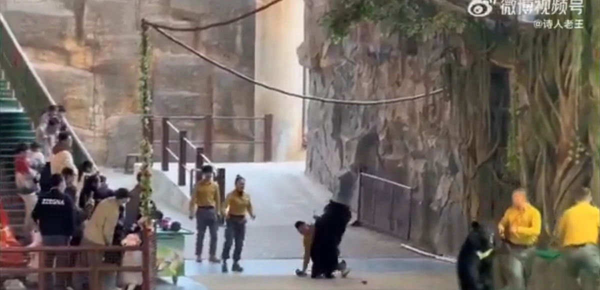 Urso atava tratador em zoológico por Reprodução