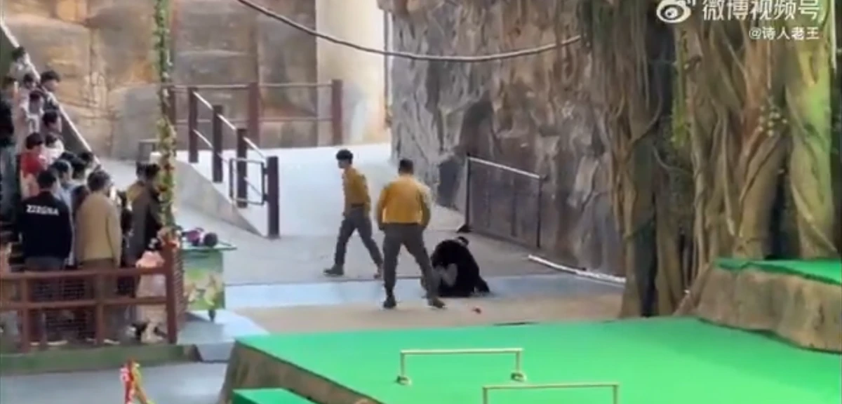 Urso atava tratador em zoológico por Reprodução