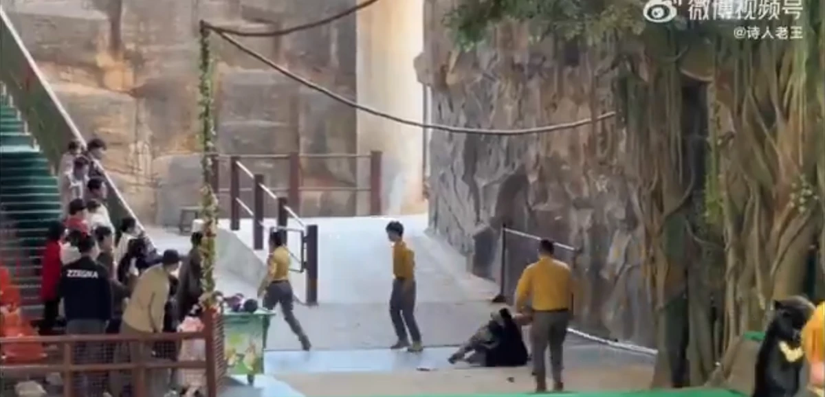 Urso atava tratador em zoológico por Reprodução