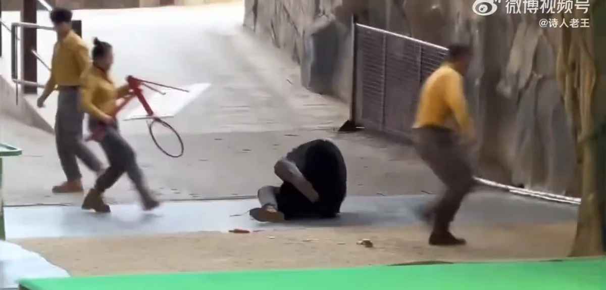 Urso atava tratador em zoológico por Reprodução