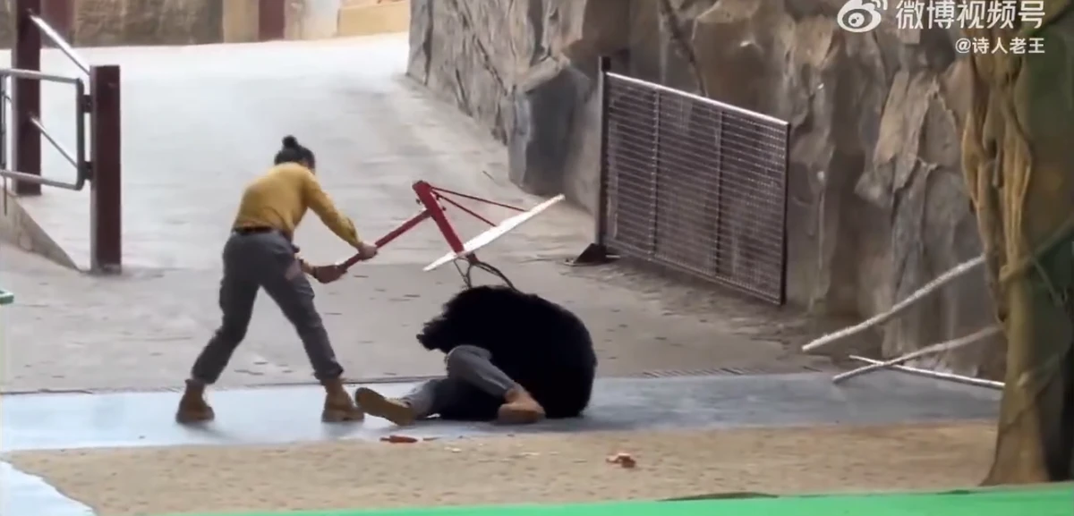 Urso atava tratador em zoológico por Reprodução