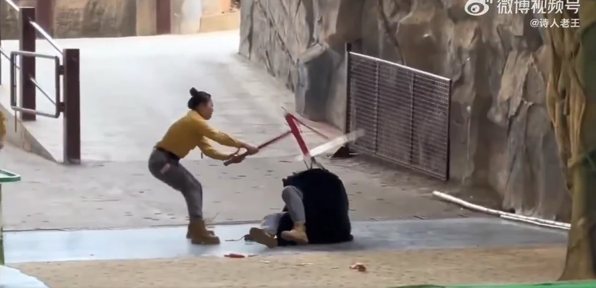 Urso atava tratador em zoológico por Reprodução