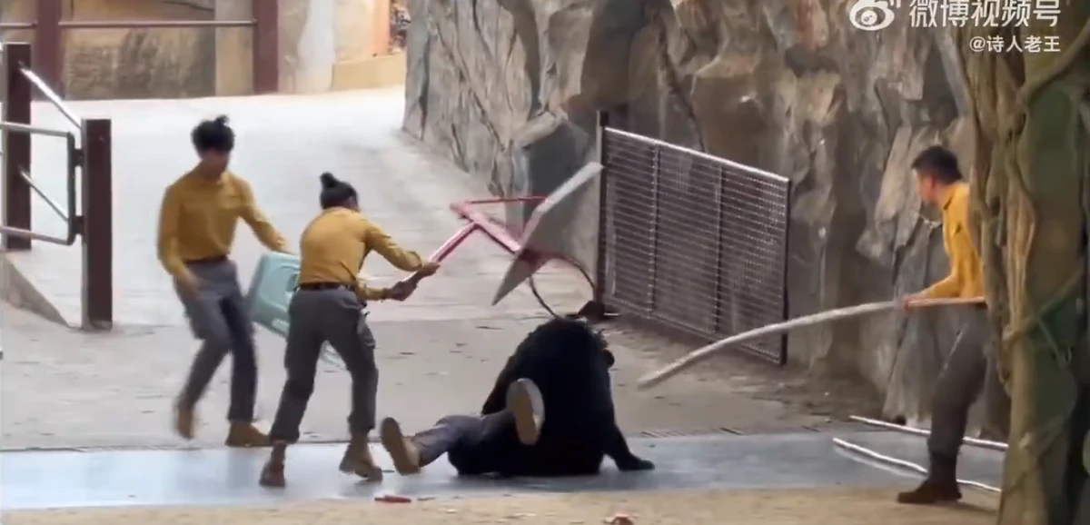Urso atava tratador em zoológico