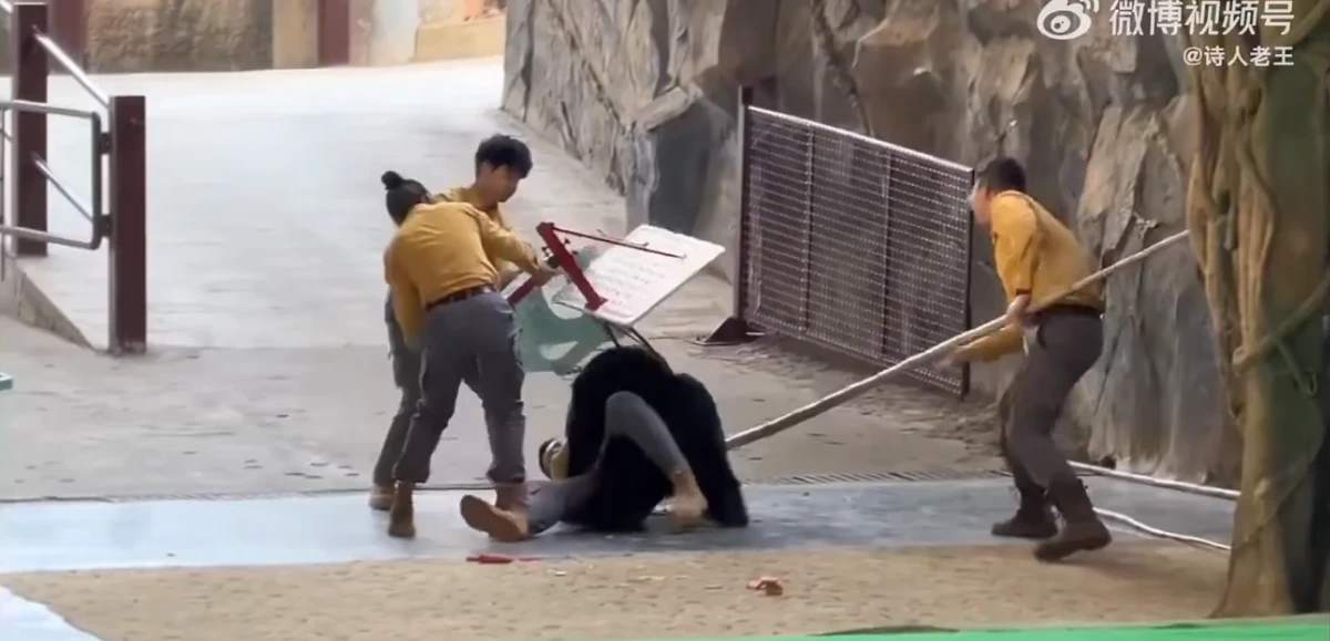 Urso atava tratador em zoológico por Reprodução