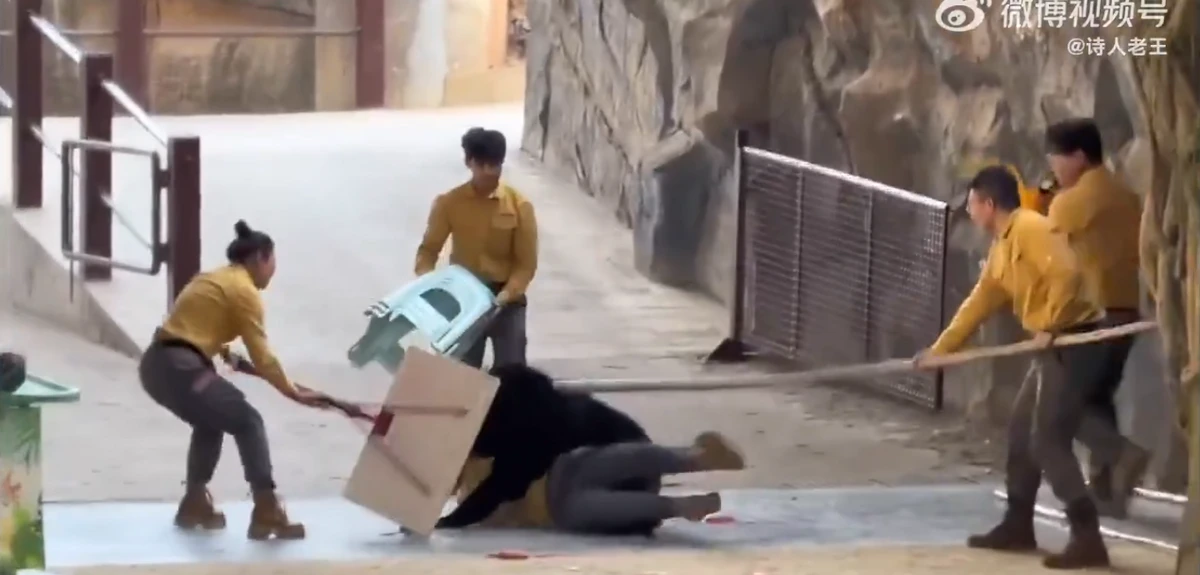 Urso atava tratador em zoológico por Reprodução