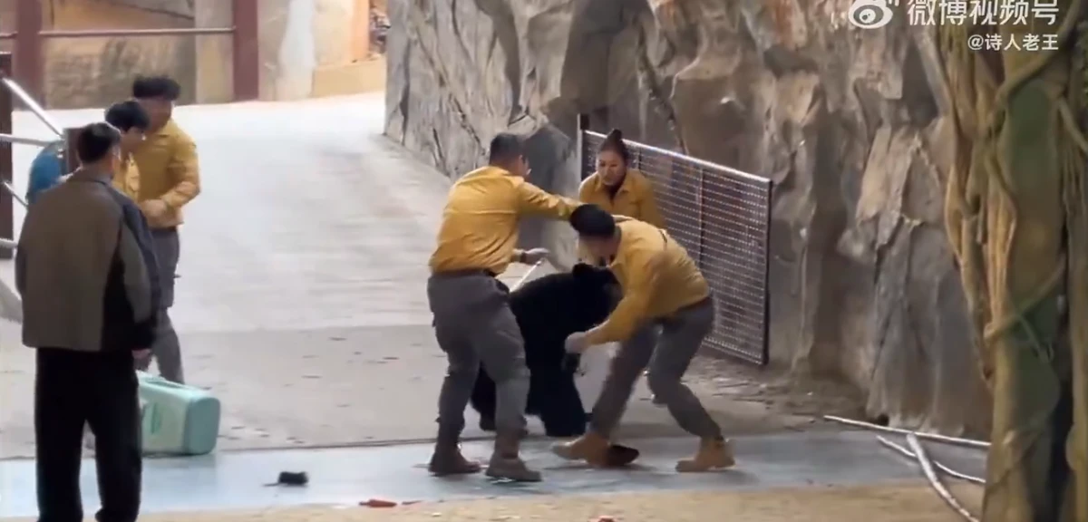 Urso atava tratador em zoológico por Reprodução