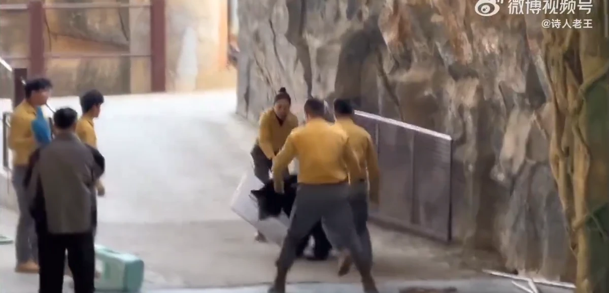 Urso atava tratador em zoológico por Reprodução