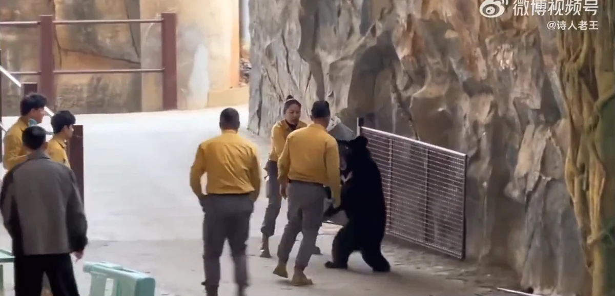 Urso atava tratador em zoológico por Reprodução