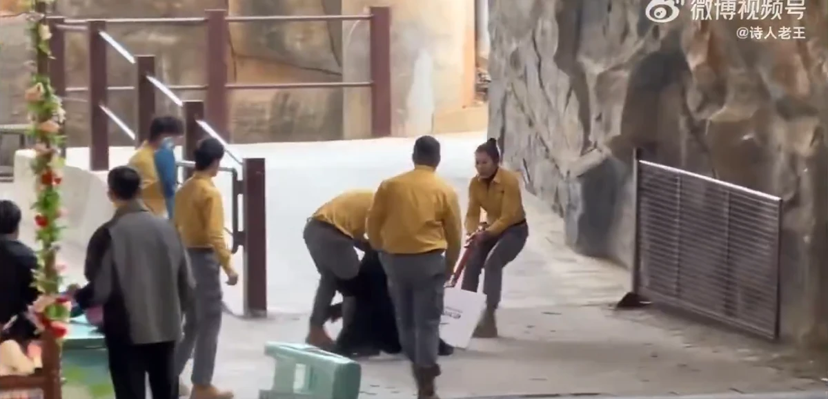 Urso atava tratador em zoológico por Reprodução