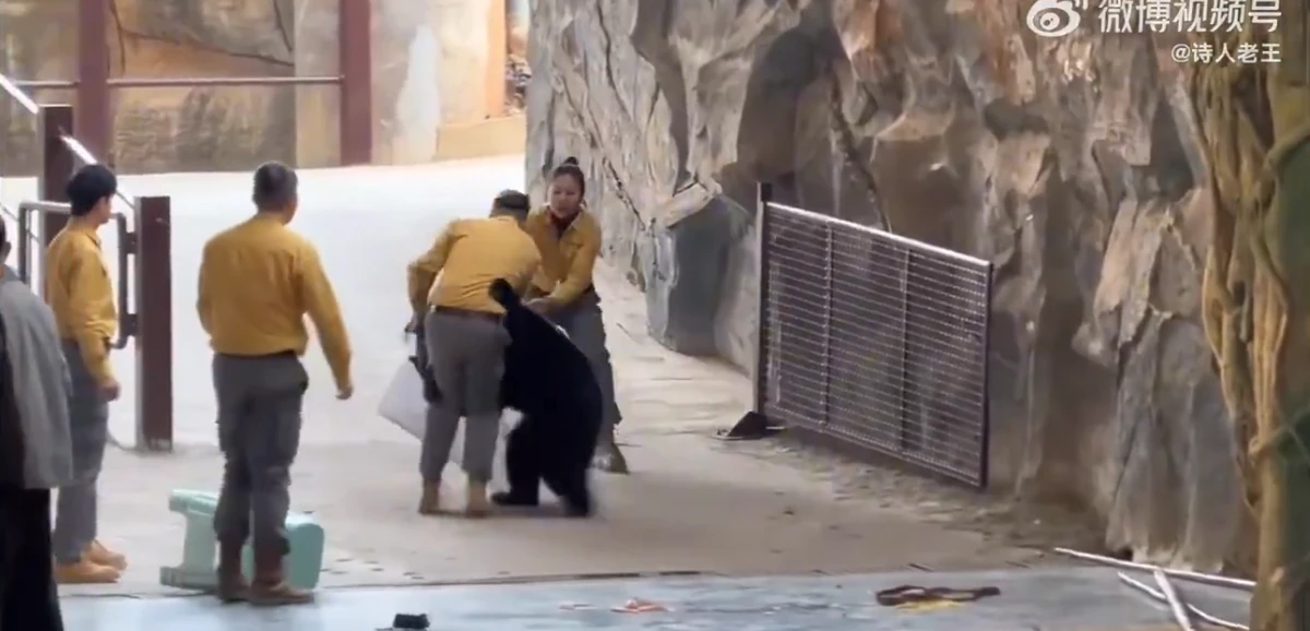 Urso atava tratador em zoológico por Reprodução