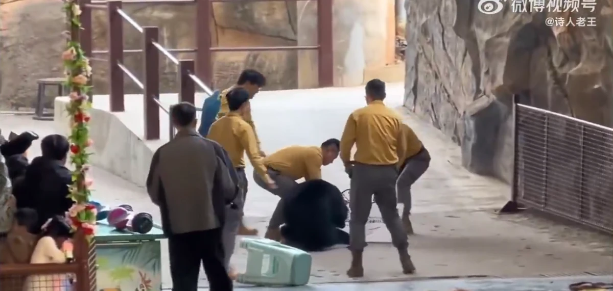 Urso atava tratador em zoológico por Reprodução