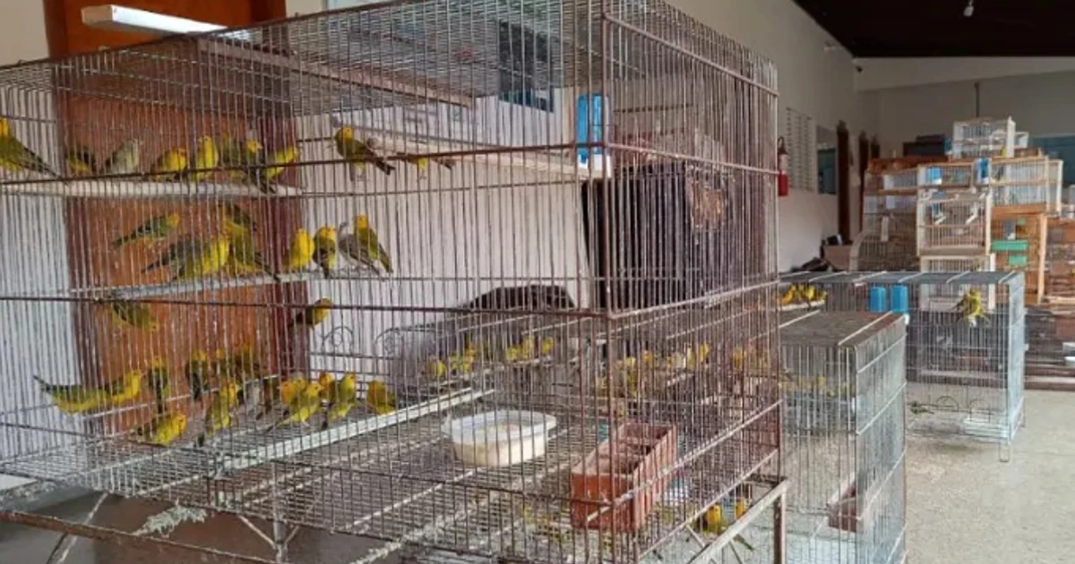 Imagem - Homem é multado em R$ 300 mil por manter 190 aves silvestres em cativeiro
