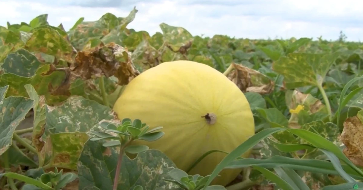 Imagem - Maior fazenda de melões do Brasil fica no meio da caatinga e vira polo de exportação; saiba