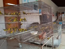 Imagem - Homem é multado em R$ 300 mil por manter 190 aves silvestres em cativeiro