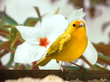 Imagem - Qual o valor de uma multa por manter aves silvestres em cativeiro?