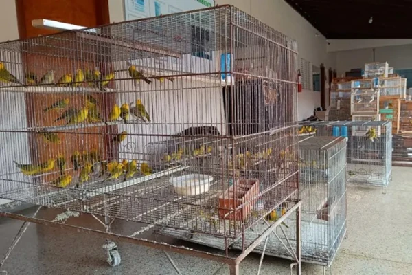 Aves silvestres foram resgatadas e devolvidas a natureza