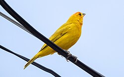 Canário-da-terra por Reprodução