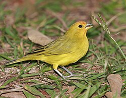 Canário-da-terra  por Reprodução