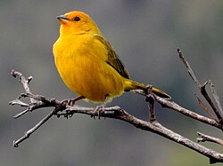 Canário-da-terra  por Reprodução