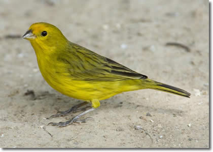 Canário-da-terra  por Reprodução