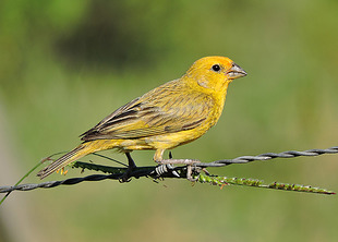 Canário-da-terra  por Reprodução
