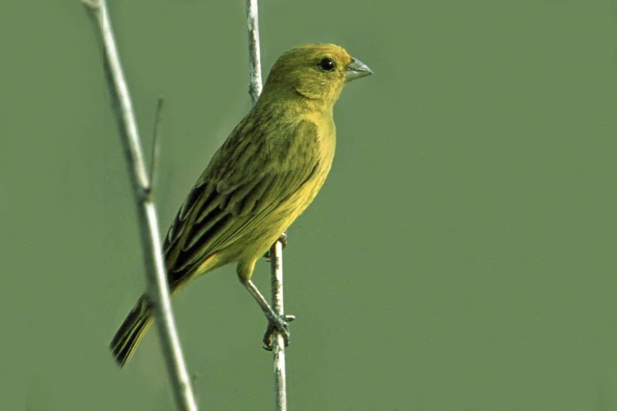 Canário-da-terra  por Reprodução