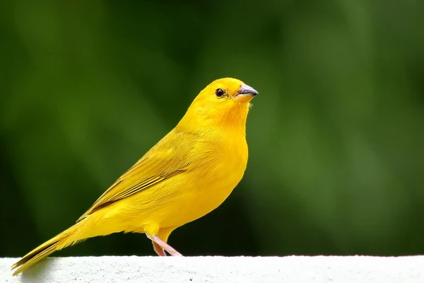 Canário-da-terra  por Reprodução