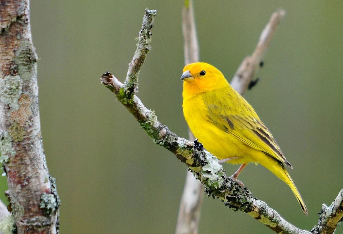 Canário-da-terra  por Reprodução