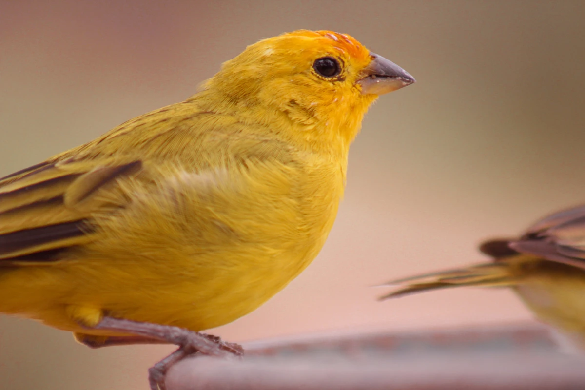 Canário-da-terra por Shutterstock