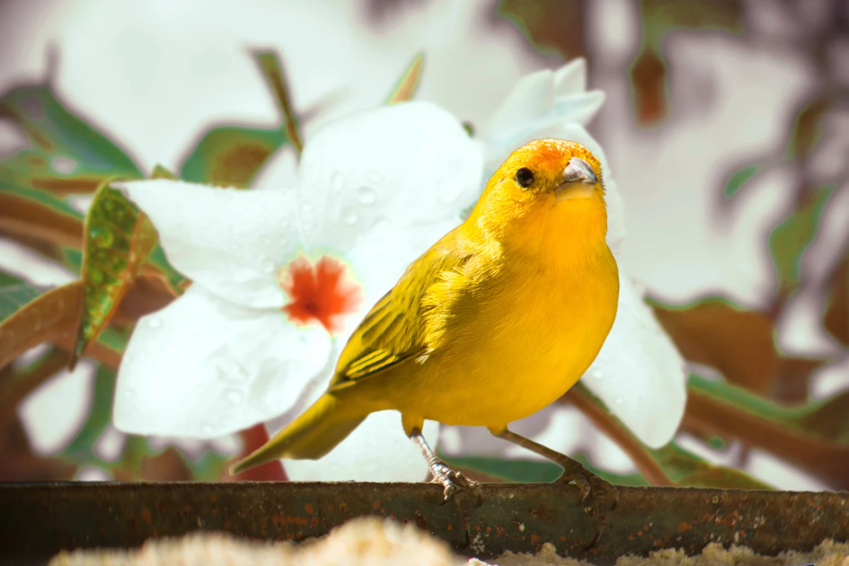 Canário-da-terra por Shutterstock
