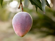 Imagem - Fazenda de mangas transforma o sertão com 1.400 empregos; a maior do Brasil
