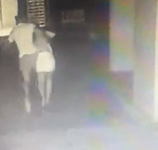 Homem suspeito de atirar mulher do 10º andar agridiu a vítima no estacionamento e no elevador por Reprodução