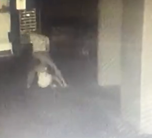 Homem suspeito de atirar mulher do 10º andar agridiu a vítima no estacionamento e no elevador por Reprodução