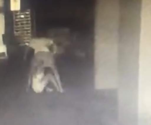 Homem suspeito de atirar mulher do 10º andar agridiu a vítima no estacionamento e no elevador por Reprodução