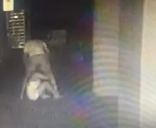 Homem suspeito de atirar mulher do 10º andar agridiu a vítima no estacionamento e no elevador por Reprodução