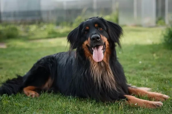 O Hovawart é conhecido pela sua lealdade, inteligência e instinto protetor. Ele teve origem na Alemanha e foi desenvolvido para ser cachorro de guarda em fazendas e castelos. por Reprodução: Pixabay