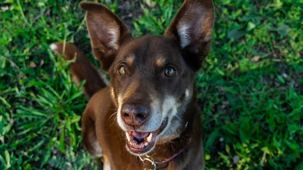 Kelpie australiano: cachorro ativo e inteligente, ideal para tutores com muita disposição por Reprodução/Pexels