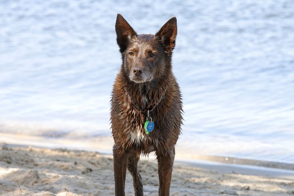 Kelpie australiano foi criado para ser cão de pastoreio e que fosse resistente o bastante para correr longas distâncias nas fazendas por Pixabay