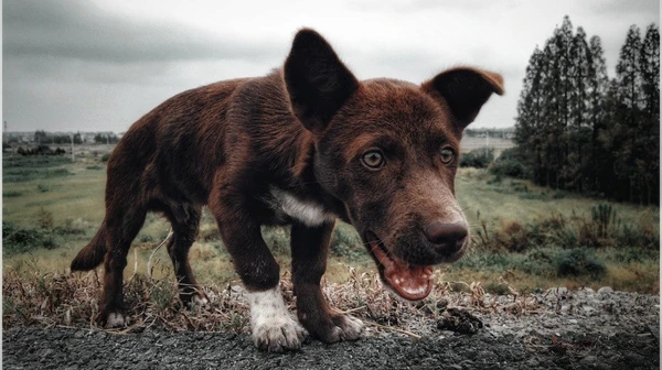 Kelpie australiano. Eles são cães inteligentes e apegados aos tutores, são obedientes e independentes, mas não devem ficar longos períodos sozinhos e podem ficar entediados com certa facilidade por Reprodução/Pexels