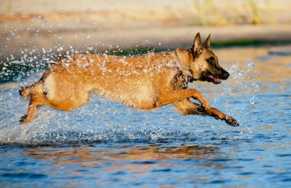 Pastor-belga malinois abre a lista dos cães mais inteligentes do mundo. De faro apurado, a raça é excelente para ajudar em investigações policiais, além de proteger casas, locais públicos e pontos comerciais  (Shutterstock) por Shutterstock
