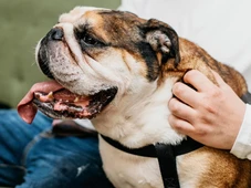 Imagem - O que significa quando seu cão começa a se espreguiçar na sua frente ao chegar em casa?