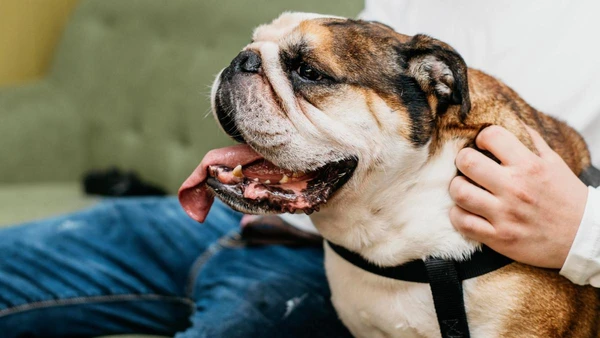 Entender por que seu cachorro se espreguiça ao vê-lo é a chave para responder de forma que fortaleça ainda mais a amizade entre vocês