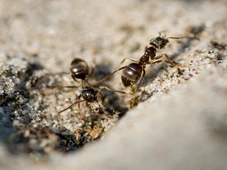 Imagem - A ameaça silenciosa que esse tipo de formiga pode representar à saúde humana, segundo especialistas